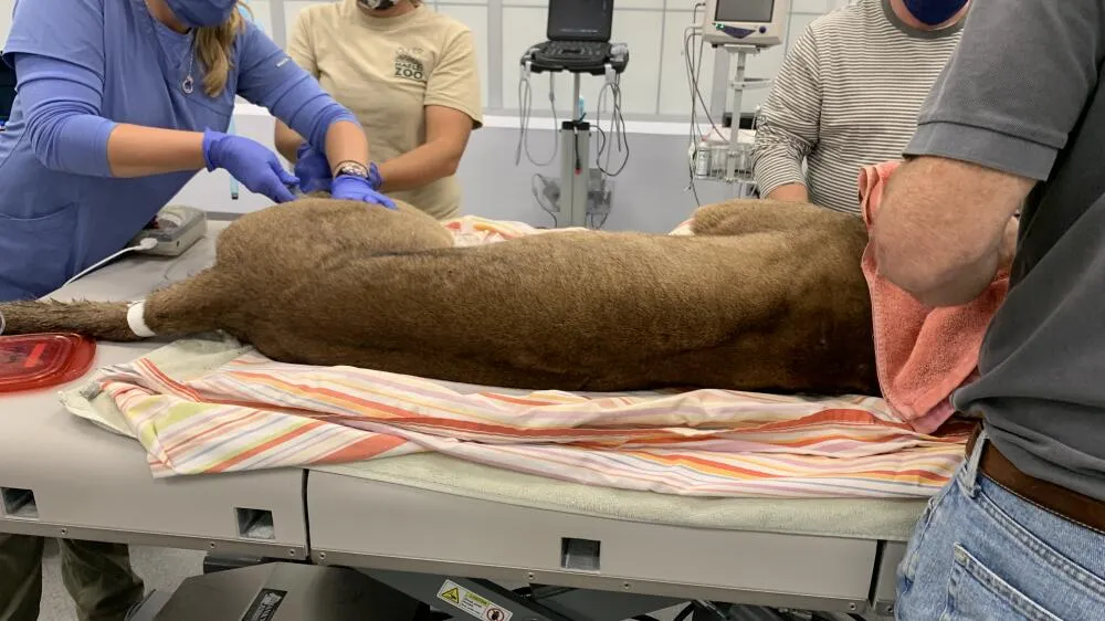 Florida Panthers Injury Crisis Takes Center Stage in 2025-26 Season - Article News sur NHL Insight