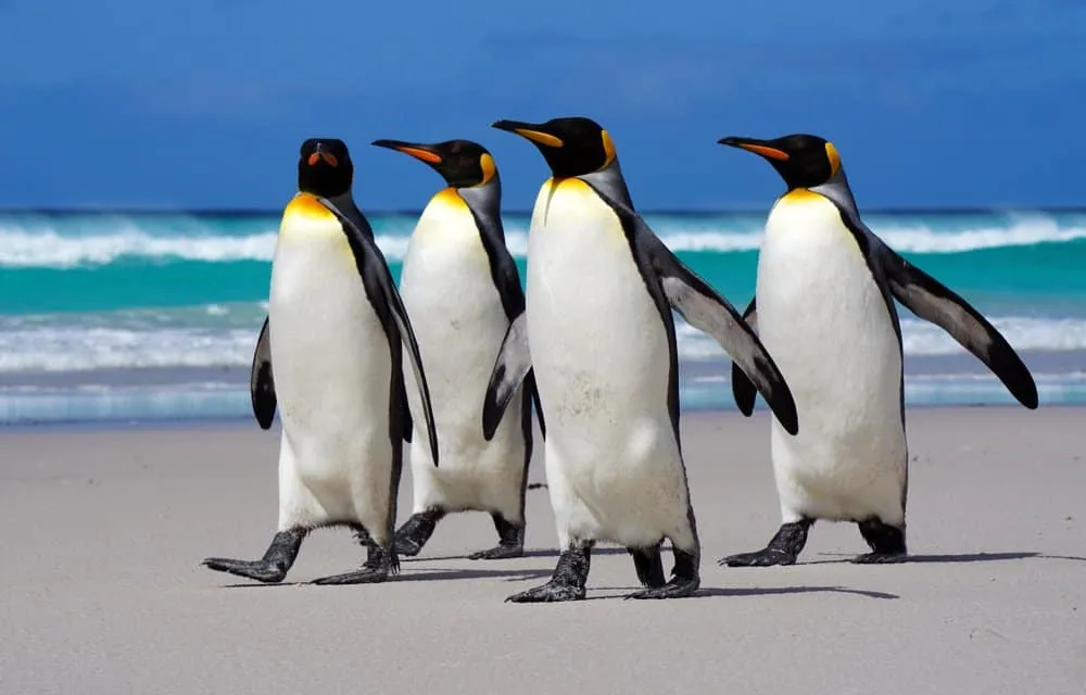 penguins_3.jpg